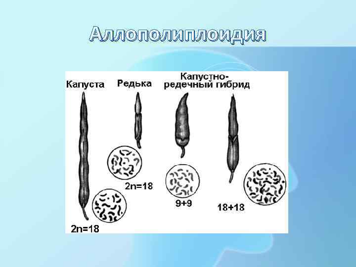 Аллополиплоидия 