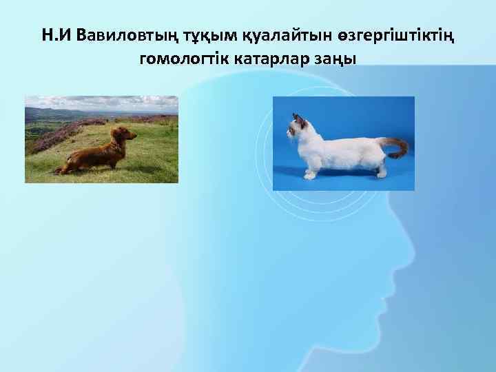 Н. И Вавиловтың тұқым қуалайтын өзгергіштіктің гомологтік катарлар заңы 