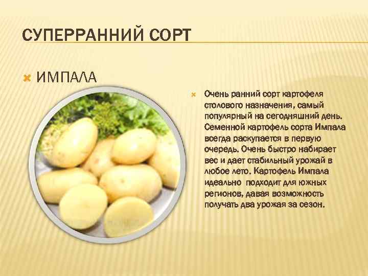 СУПЕРРАННИЙ СОРТ ИМПАЛА Очень ранний сорт картофеля столового назначения, самый популярный на сегодняшний день.
