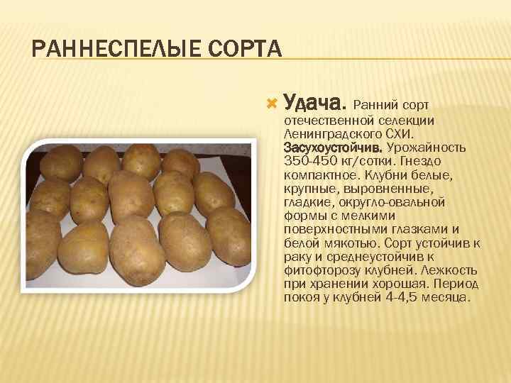 РАННЕСПЕЛЫЕ СОРТА Удача. Ранний сорт отечественной селекции Ленинградского СХИ. Засухоустойчив. Урожайность 350 -450 кг/сотки.