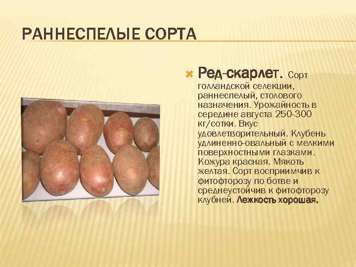 РАННЕСПЕЛЫЕ СОРТА Ред-скарлет. Сорт голландской селекции, раннеспелый, столового назначения. Урожайность в середине августа 250
