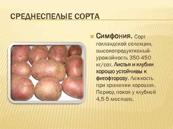 СРЕДНЕСПЕЛЫЕ СОРТА Симфония. Сорт голландской селекции, высокопродуктивныйурожайность 350 -450 кг/сот. Листья и клубни хорошо