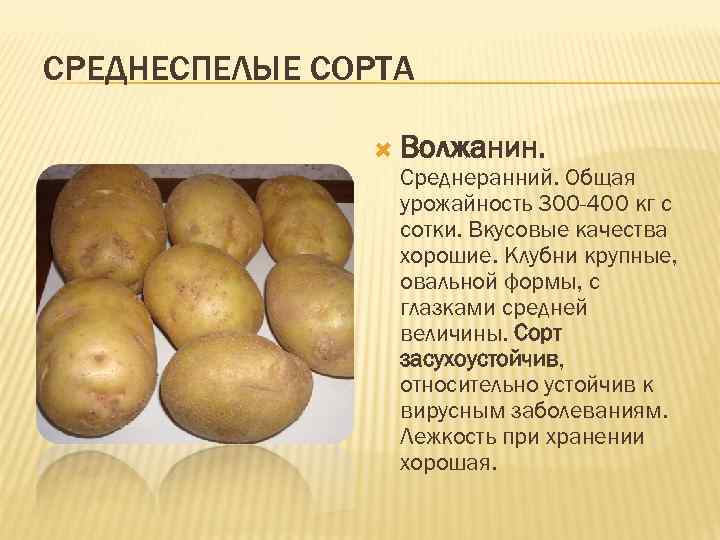 СРЕДНЕСПЕЛЫЕ СОРТА Волжанин. Среднеранний. Общая урожайность 300 -400 кг с сотки. Вкусовые качества хорошие.