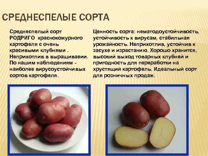 СРЕДНЕСПЕЛЫЕ СОРТА Среднеспелый сорт РОДРИГО краснокожурного картофеля с очень красивыми клубнями. Неприхотлив в выращиваеии.