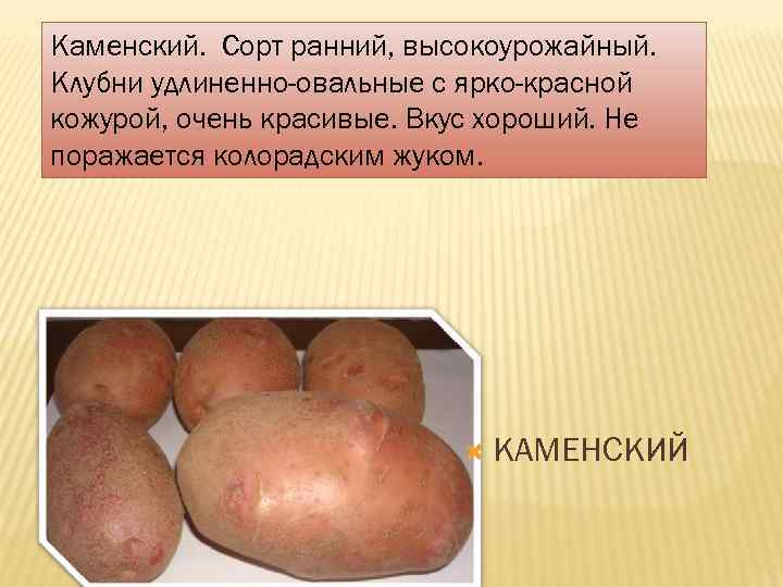 Каменский. Сорт ранний, высокоурожайный. Клубни удлиненно-овальные с ярко-красной кожурой, очень красивые. Вкус хороший. Не