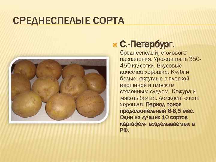 СРЕДНЕСПЕЛЫЕ СОРТА С. -Петербург. Среднеспелый, столового назначения. Урожайность 350450 кг/сотки. Вкусовые качества хорошие. Клубни
