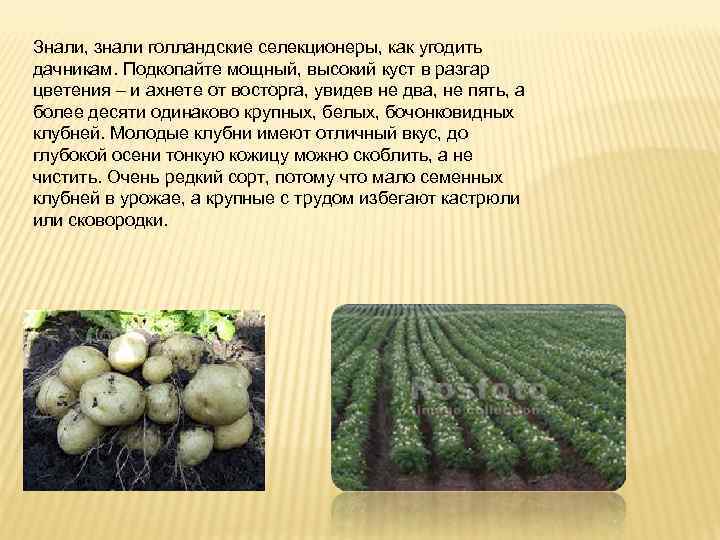 Знали, знали голландские селекционеры, как угодить дачникам. Подкопайте мощный, высокий куст в разгар цветения