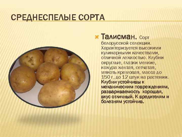 СРЕДНЕСПЕЛЫЕ СОРТА Талисман. Сорт белорусской селекции. Характеризуется высокими кулинарными качествами, отличной лежкостью. Клубни округлые,