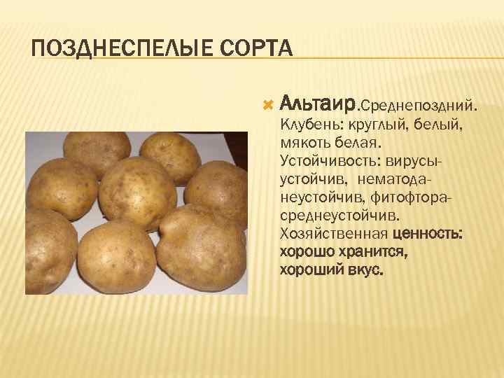 ПОЗДНЕСПЕЛЫЕ СОРТА Альтаир. Среднепоздний. Клубень: круглый, белый, мякоть белая. Устойчивость: вирусыустойчив, нематоданеустойчив, фитофторасреднеустойчив. Хозяйственная