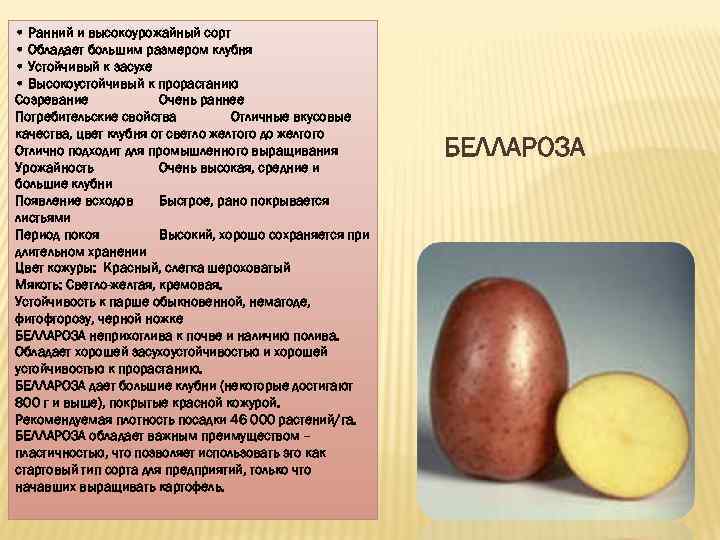 • Ранний и высокоурожайный сорт • Обладает большим размером клубня • Устойчивый к