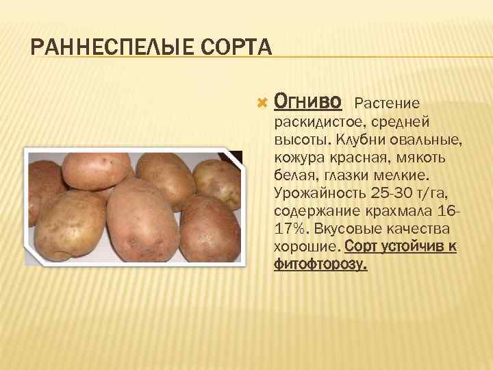 РАННЕСПЕЛЫЕ СОРТА Огниво Растение раскидистое, средней высоты. Клубни овальные, кожура красная, мякоть белая, глазки