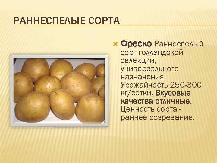 РАННЕСПЕЛЫЕ СОРТА Фреско Раннеспелый сорт голландской селекции, универсального назначения. Урожайность 250 -300 кг/сотки. Вкусовые