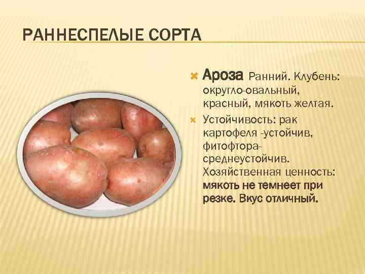 Характеристика описание сортов картофеля. Сорт картофеля Ароза. Картофель красный Ароза. Сорт картофеля Ароза характеристика. Картошка Ароза описание сорта.