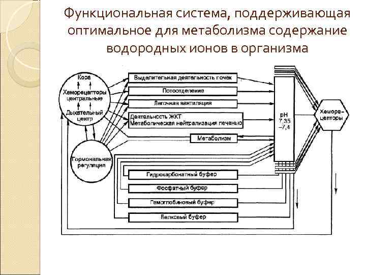 Функциональная система, поддерживающая оптимальное для метаболизма содержание водородных ионов в организма 