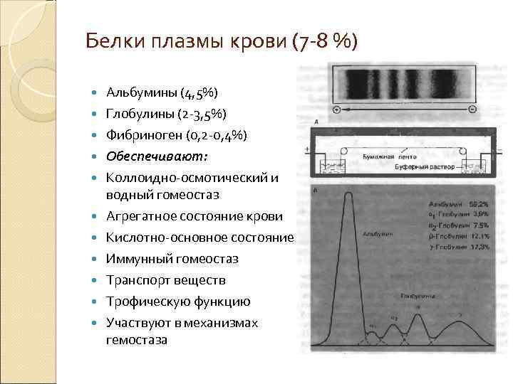 Белки плазмы крови (7 -8 %) Альбумины (4, 5%) Глобулины (2 -3, 5%) Фибриноген
