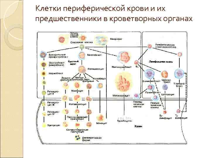 Клетки периферической крови и их предшественники в кроветворных органах 