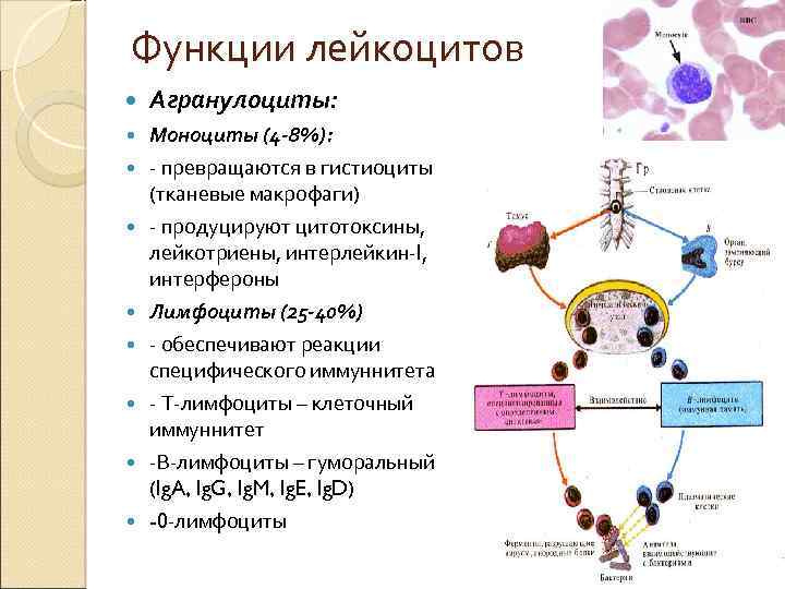 Функции лейкоцитов Агранулоциты: Моноциты (4 -8%): - превращаются в гистиоциты (тканевые макрофаги) - продуцируют