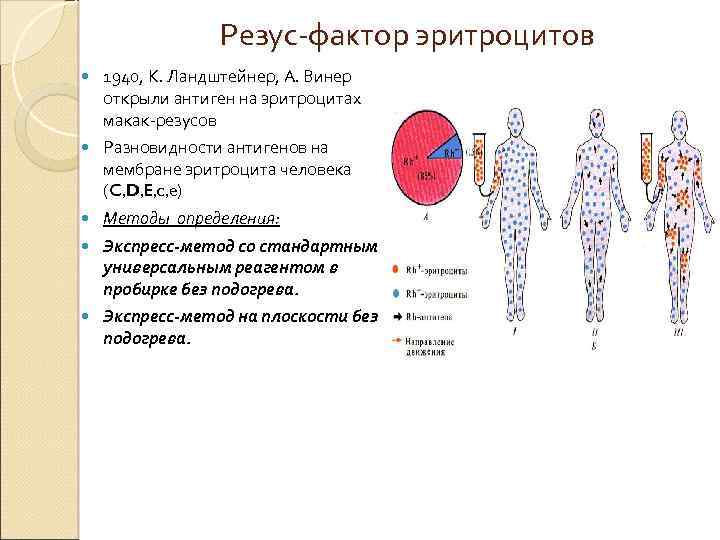 Резус-фактор эритроцитов 1940, К. Ландштейнер, А. Винер открыли антиген на эритроцитах макак-резусов Разновидности антигенов