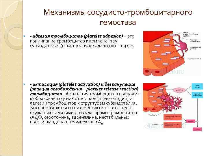 Механизмы сосудисто-тромбоцитарного гемостаза - адгезия тромбоцитов (platelet adhesion) – это прилипание тромбоцитов к компонентам