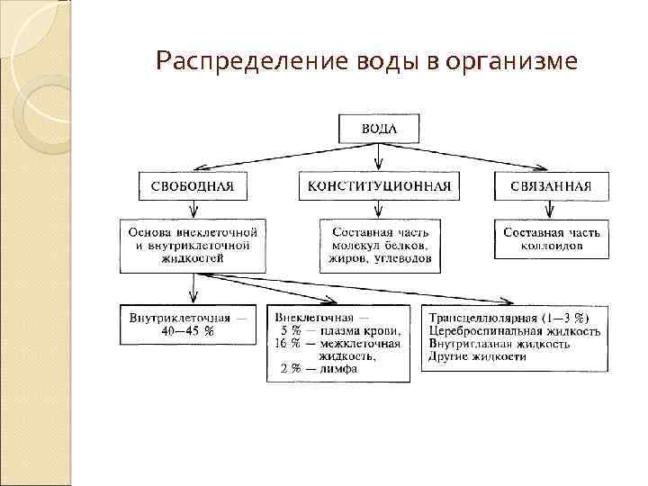 Распределение воды в организме 