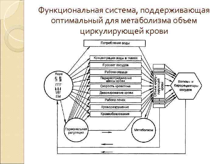 Функциональные системы образования