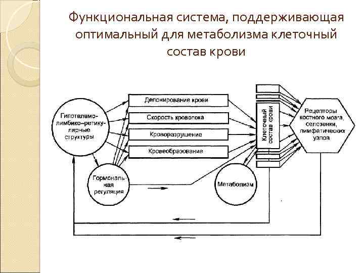 Функциональная система, поддерживающая оптимальный для метаболизма клеточный состав крови 
