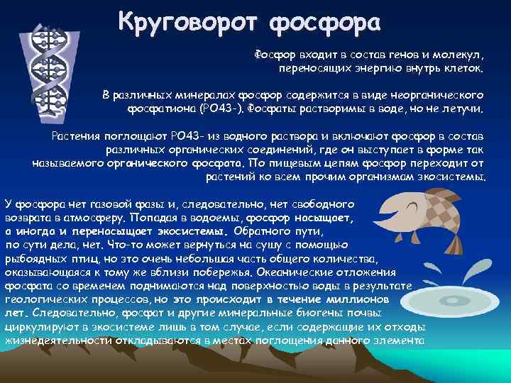 Круговорот фосфора Фосфор входит в состав генов и молекул, переносящих энергию внутрь клеток. В