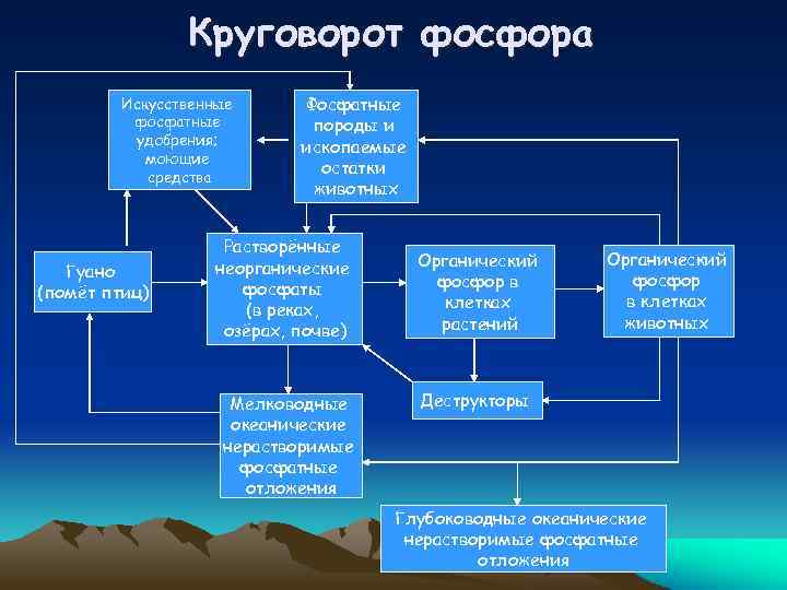Круговорот фосфора Искусственные фосфатные удобрения; моющие средства Гуано (помёт птиц) Фосфатные породы и ископаемые