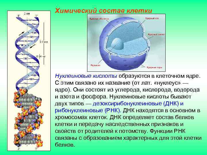 Химический состав клетки Нуклеиновые кислоты образуются в клеточном ядре. С этим связано их название