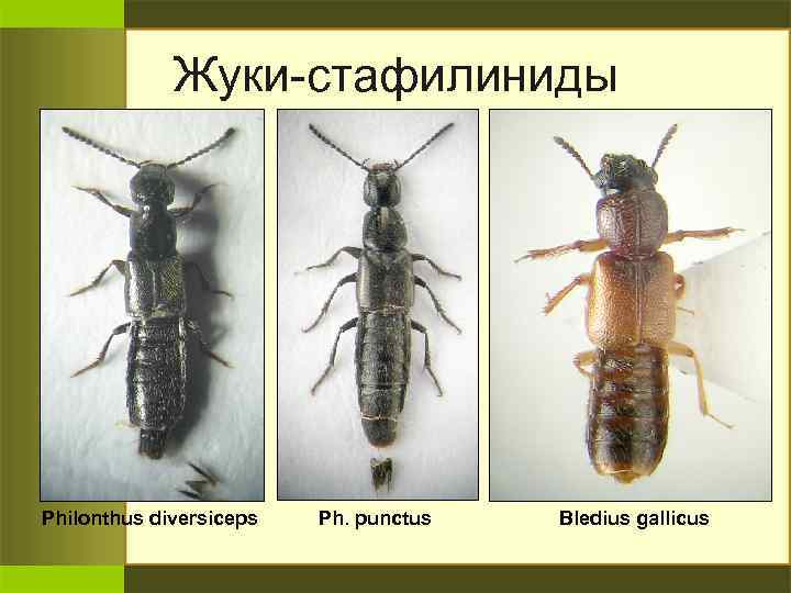 Жуки-стафилиниды Philonthus diversiceps Ph. punctus Bledius gallicus 