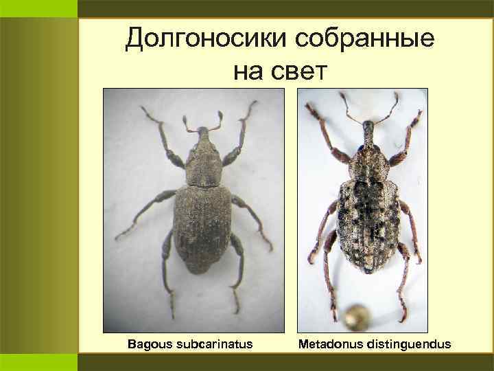 Долгоносики собранные на свет Bagous subcarinatus Metadonus distinguendus 