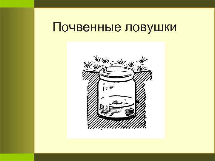 Почвенные ловушки 