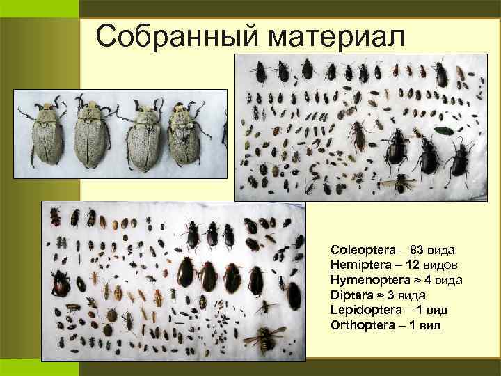 Собранный материал Coleoptera – 83 вида Hemiptera – 12 видов Hymenoptera ≈ 4 вида