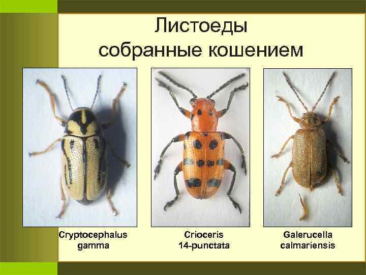 Листоеды собранные кошением Cryptocephalus gamma Crioceris 14 -punctata Galerucella calmariensis 