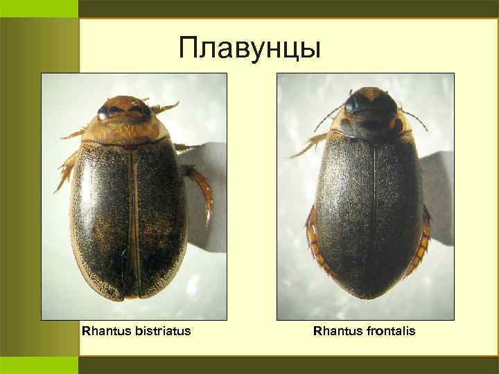 Плавунцы Rhantus bistriatus Rhantus frontalis 