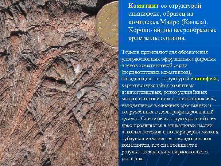 Коматиит со структурой спинифекс, образец из комплекса Манро (Канада). Хорошо видны веерообразные кристаллы оливина.