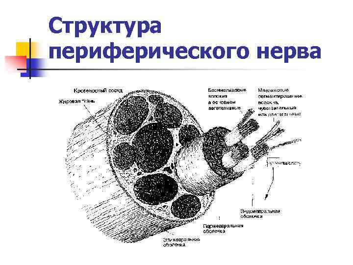 Периферические нервы