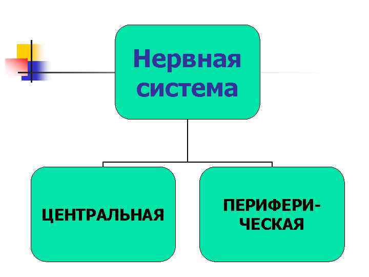 Нервная система ЦЕНТРАЛЬНАЯ ПЕРИФЕРИЧЕСКАЯ 