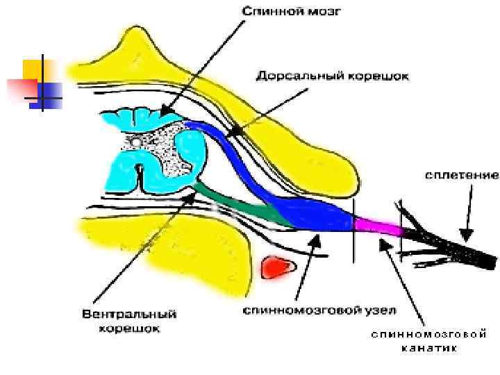 Заболевания нервной системы картинки