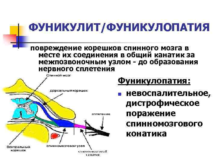 Проводящие пути бокового канатика спинного мозга