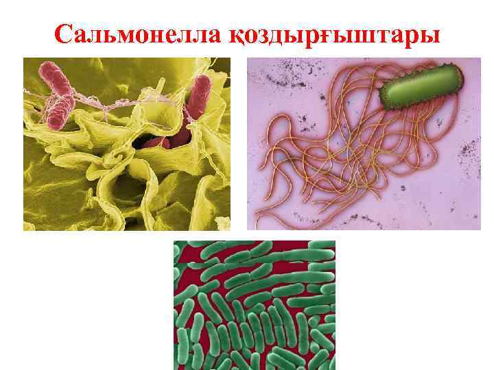 Сальмонелла қоздырғыштары 