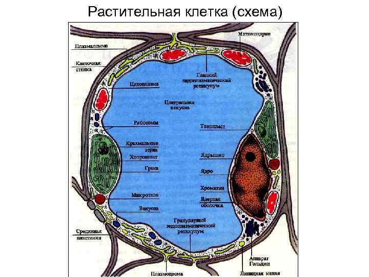 Растительная клетка (схема) 