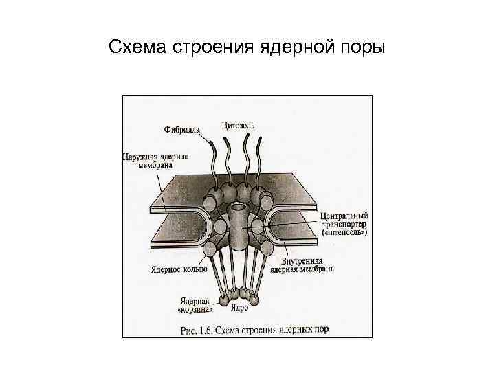 Комплекс ядра. Строение ядерного порового комплекса. Строение порового комплекса ядерной поры. Схема поровый комплекс ядерной оболочки. Строение порового комплекса ядра.