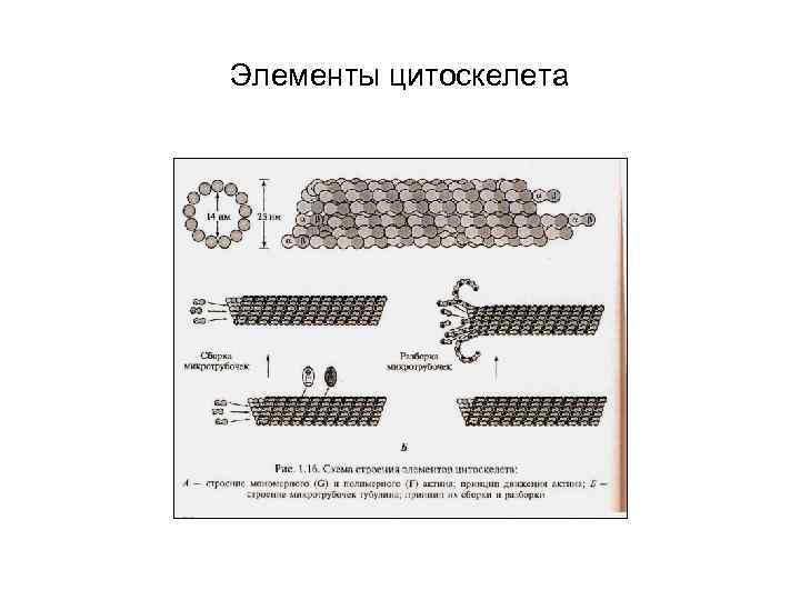 Элементы цитоскелета 