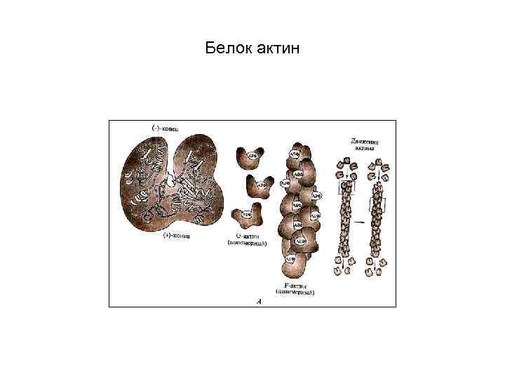 Белок актин 