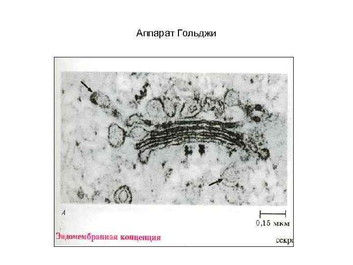 Аппарат Гольджи 