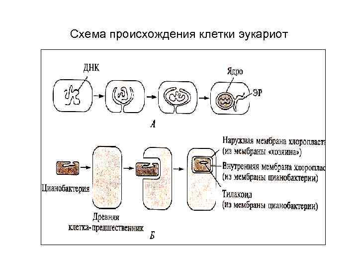 Схема происхождения клетки эукариот 