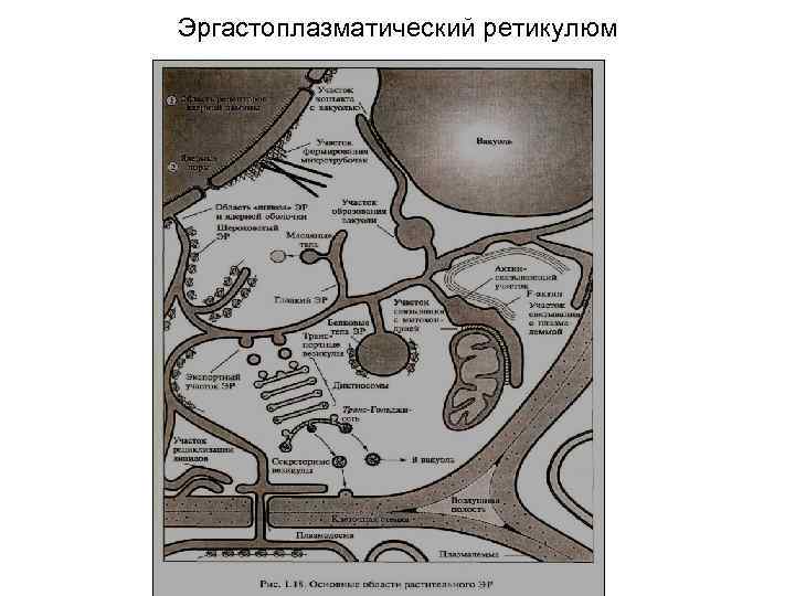 Эргастоплазматический ретикулюм 