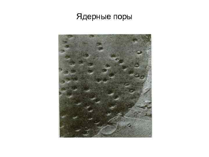Ядерные поры 