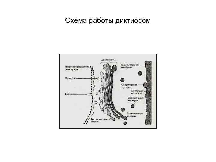 Схема работы диктиосом 